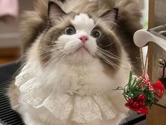 -欣宠猫屋·矮脚拿破仑·蓝金金渐层