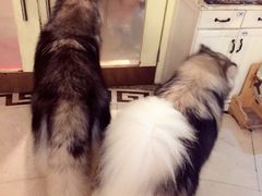 -more than meow吴止猫主题餐厅(承德 中船汇店)