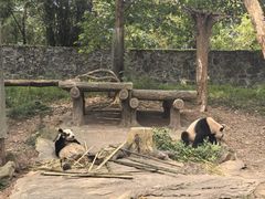 -都江堰中华大熊猫苑