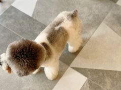 -宠小格时尚宠物生活馆(唐镇店)