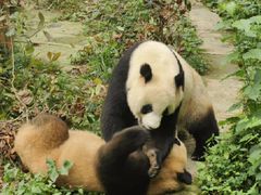 -中国大熊猫保护研究中心雅安碧峰峡基地