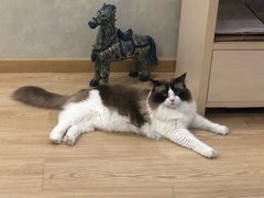 -瑞派·关忠动物医院·异宠专科·犬猫肿瘤·皮肤专科(望京店)