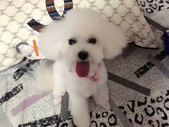 iphone_upload_pic-爱宠屋pet shop·宠物洗澡·宠物美容
