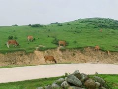 -大姆山草场