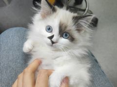 -安安宠医·安宠宠物医院