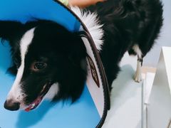 -爱贝特动物医院·猫口炎专科