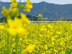 -光明小镇欢乐田园