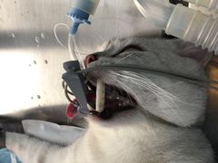 -关爱宠物医院·猫科中心·消化科(滨湖万达分院)
