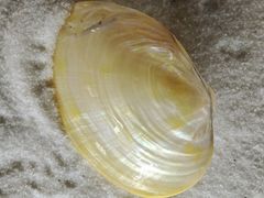-青岛贝壳博物馆