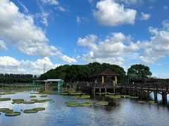 -荷塘月色湿地公园·向阳花洲