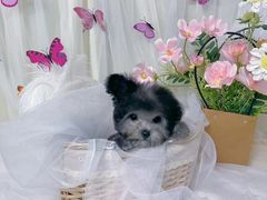 -翊宠yipet猫狗购宠庄园犬舍•猫舍