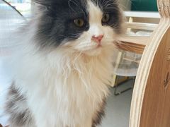-飞行喵MR PILOT|猫舍·猫咖(静安大融城店)