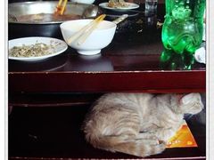 店里的猫咪，也来凑热闹-自贡好吃客(科华店)