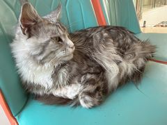 -猫在这儿猫咪咖啡馆·撸猫馆