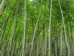 -上海佘山国家森林公园天马山园