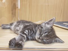 -屋虎猫馆(宝安大仟里店)