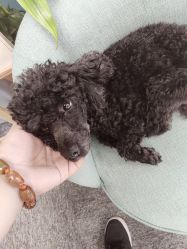 -斐尔国际皮肤管理中心