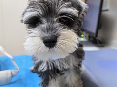 -芭比堂动物医院·CT·微创中心(新顺分院)