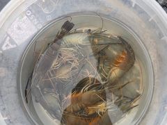 -DGE季风钓虾营地·团建·聚会