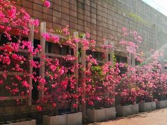 -香港大学