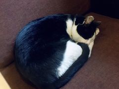 -猫的天空之城概念书店(杭州南宋御街店)