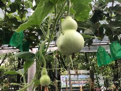 -马陆小张葡萄园农家乐