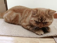 咸蛋黄-猫和宫(六道口店)