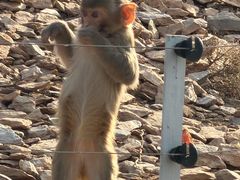 -石家庄市动物园