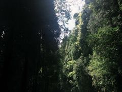 -武陵山森林公园
