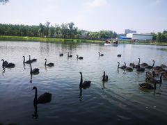 -长春市南湖公园