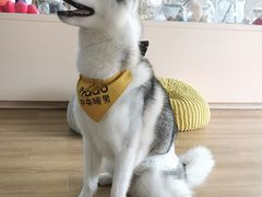 -Husky Go! 哈士奇体验馆·宠物咖啡厅狗咖