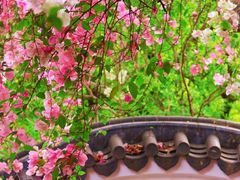 -深圳国际园林花卉博览园