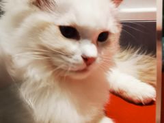 -babydoll猫舍·米努特·德文·缅因(久光中心店)