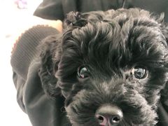 -安安宠医·安宠宠物医院