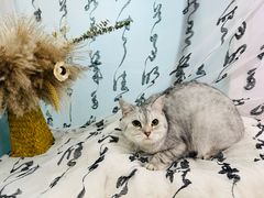 -爱洗澡的猫(望京店)