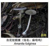 麻母鸡