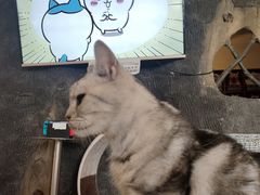 -猫猫幼稚园·撸猫·桌游·电玩