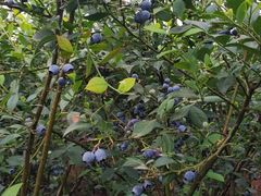 -金谷域澳洲庄园