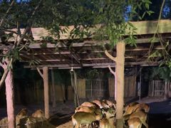 -清迈夜间动物园