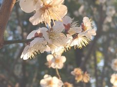 -苏州上方山国家森林公园