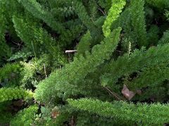 -昆明植物园