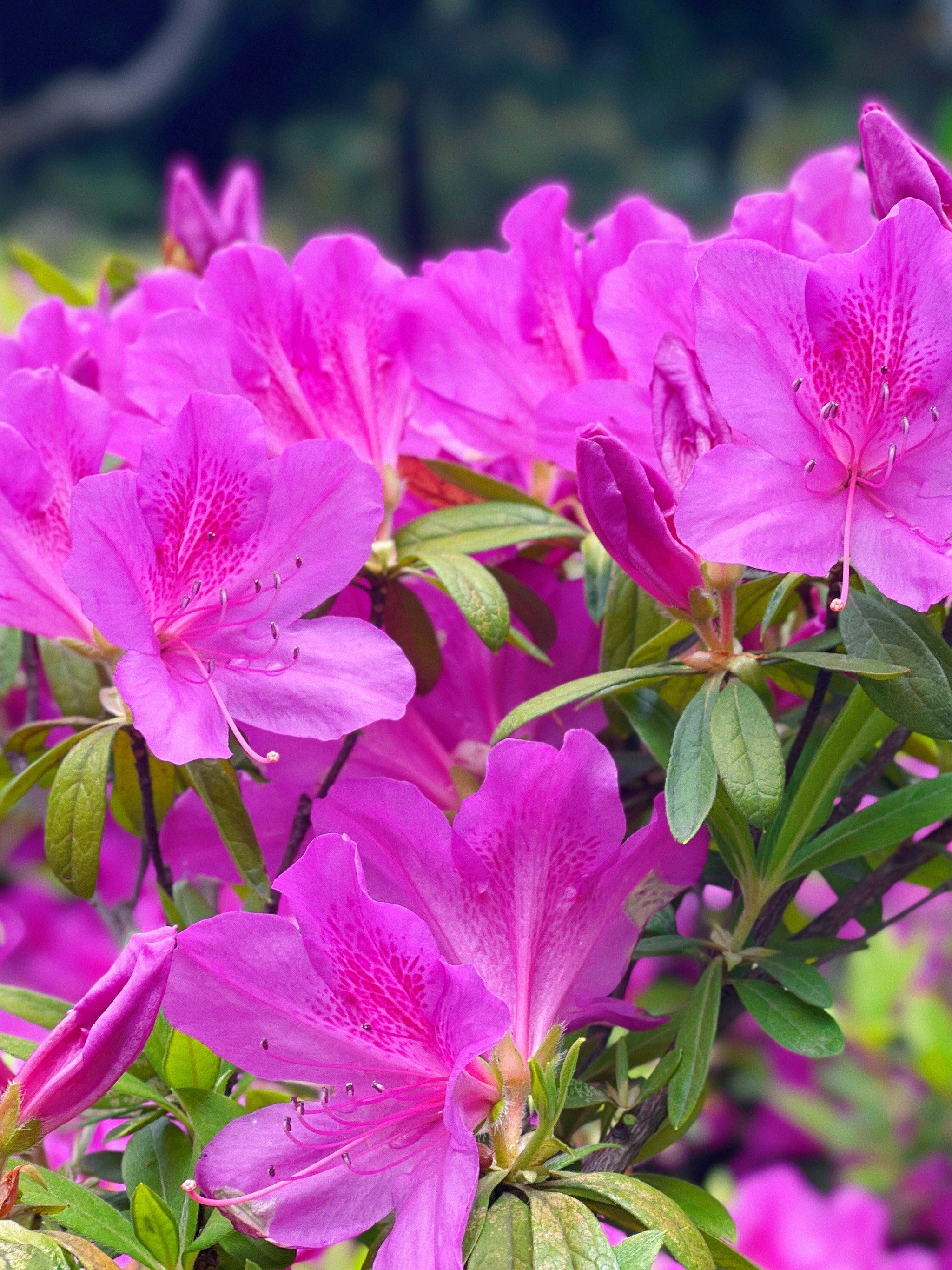 杜鹃花啊