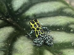 -上海大自然野生昆虫馆(东方明珠·爬宠昆虫探索中心)