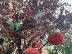 -特克斯八卦城