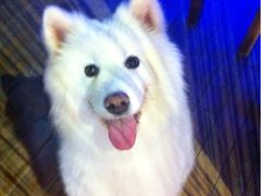 -安安宠医宠物医院·异宠·犬猫内科(岳阳分院)
