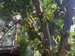 -中国科学院西双版纳热带植物园