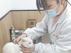 -米苏动物医院·犬猫专科·骨科外科内窥镜
