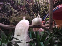 -正佳雨林生态植物园