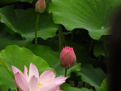 -荷塘月色湿地公园·向阳花洲