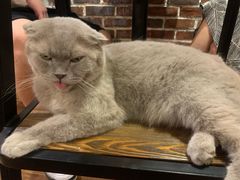-猫友咖啡店(玉林西路店)